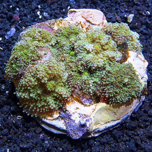 Flower / Ricordea Mushroom, Green