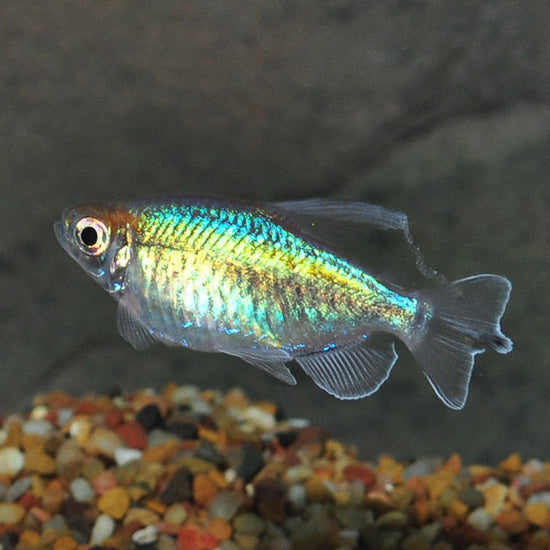 Congo Tetra Group, Longfin: Tropical Fish for Freshwater Aquariums ...