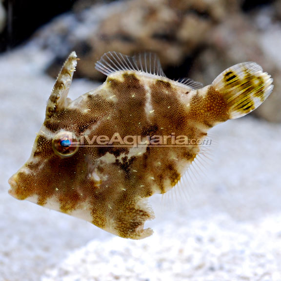 Filefish | Marine Fish – LiveAquaria