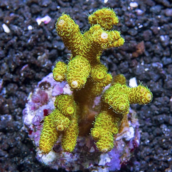 Acropora millepora - Bali Aquacultured
