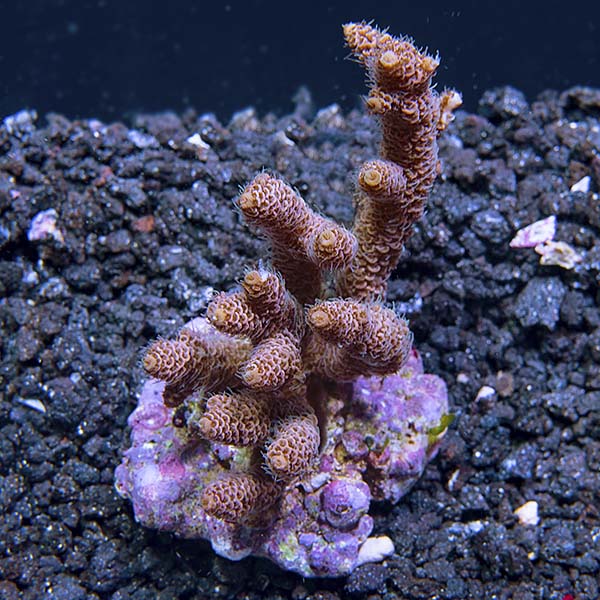 Acropora millepora - Bali Aquacultured