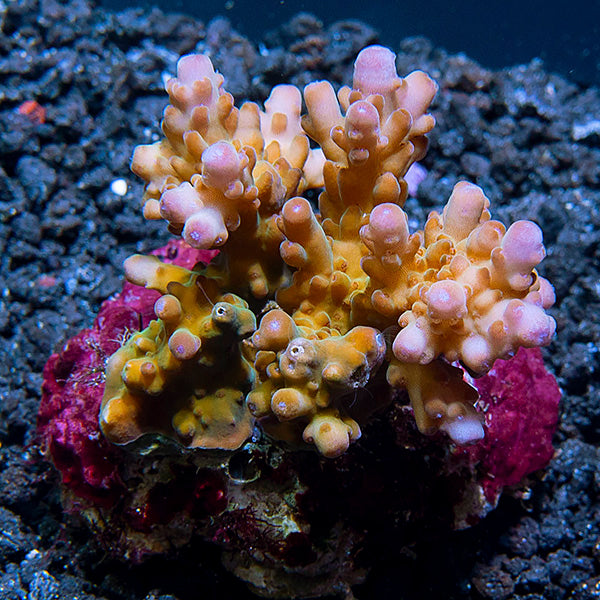  Acropora Coral, Purple