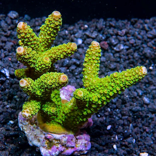 Acropora nobilis - Bali Aquacultured