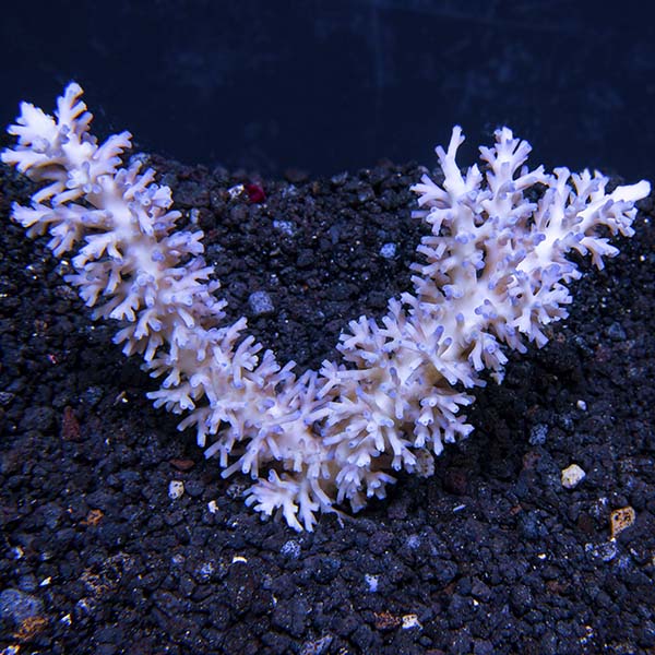Acropora Coral, Purple Tip Bottlebrush - Aquacultured (Build Your Own)