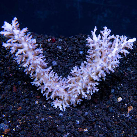 Acropora Coral, Purple Tip Bottlebrush - Aquacultured (Build Your Own)