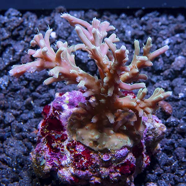 Acropora caroliniana