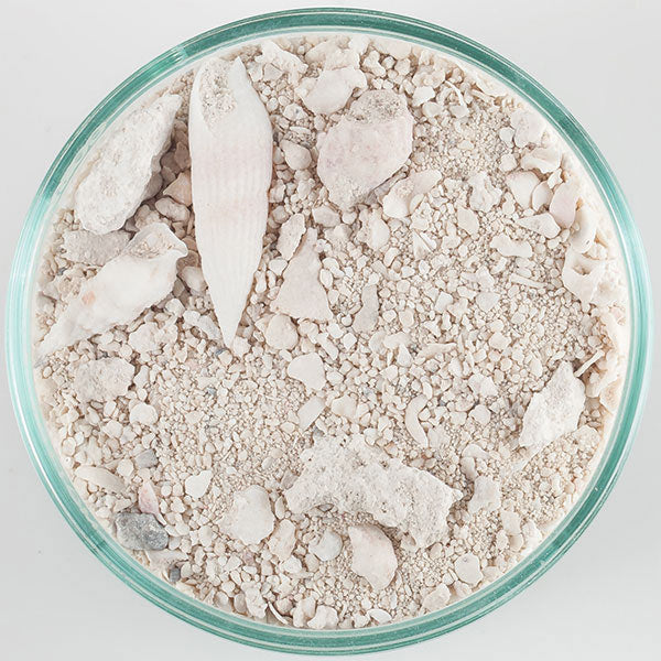 CaribSea® Ocean Direct Caribbean Live Sand
