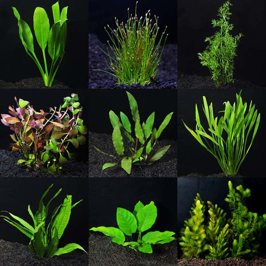 Aquarium Plant Pack - Deluxe 75 Gallons