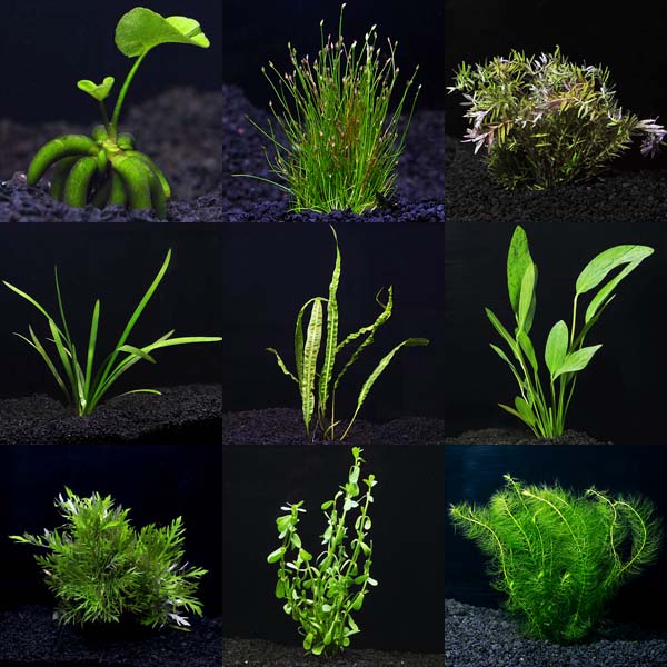 Aquarium Plant Pack - Mega 30 Gallons