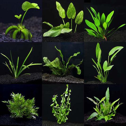 Aquarium Plant Pack - Ultimate 30 Gallons