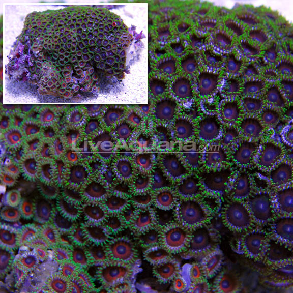 Colony Polyp, Eagle Eye – LiveAquaria