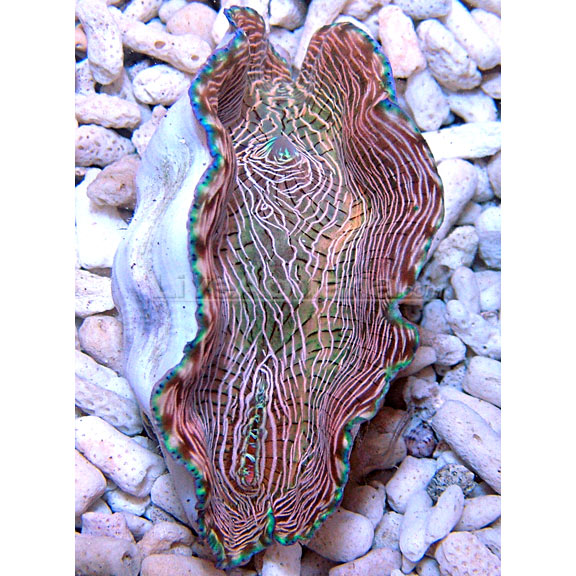 Derasa Clam, Tiger Striped, Aquacultured – LiveAquaria