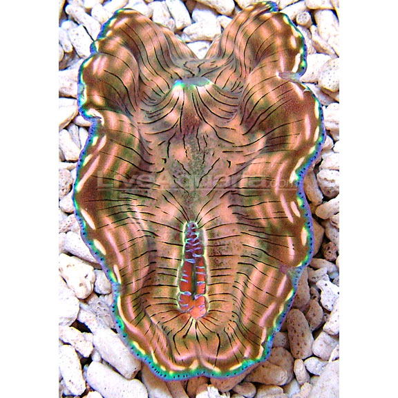 Derasa Clam, Thin Bar, Aquacultured – LiveAquaria