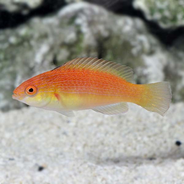 Hooded Fairy Wrasse
