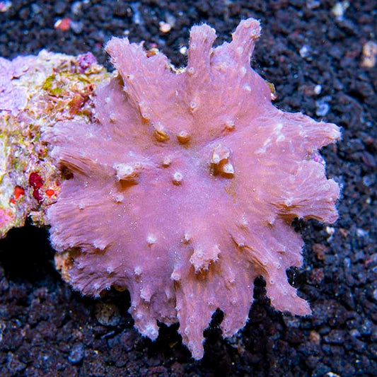 Cabbage Leather Coral