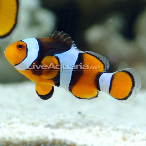 True Percula Clownfish – LiveAquaria