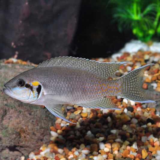 Brichardi Cichlid Group, Albino