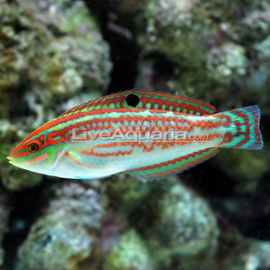 Wese Fish Saltwater Aquarium Fish: Wrasse for FOWLR Aquariums – LiveAquaria