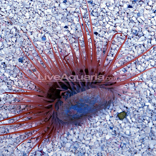 Flying Scallop EXPERT ONLY