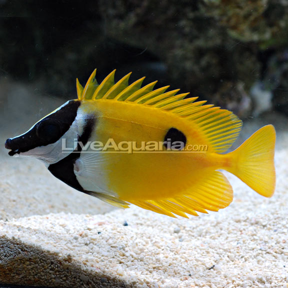 Foxface & Rabbitfish | Marine Fish – LiveAquaria