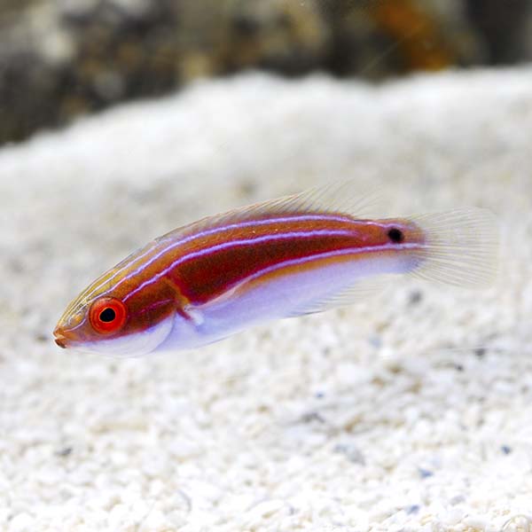 Labout's Fairy Wrasse – LiveAquaria