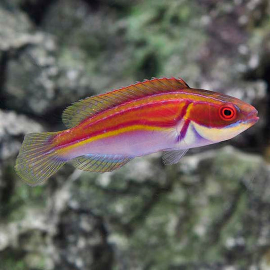 Labout's Fairy Wrasse