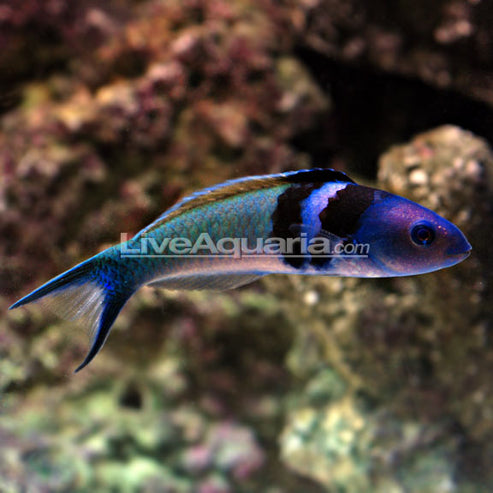 Bluehead Wrasse – LiveAquaria