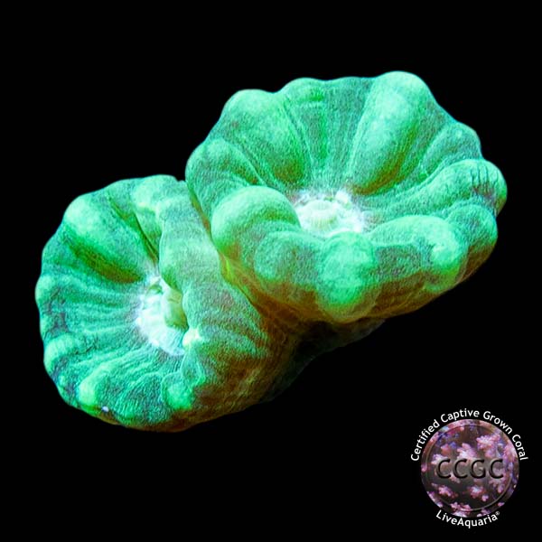 Blue Spruce Caulastrea - Aquacultured