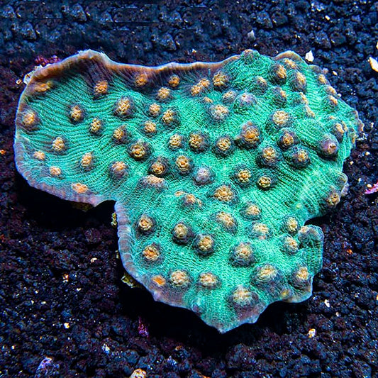 Robokaki Coral, Ultra
