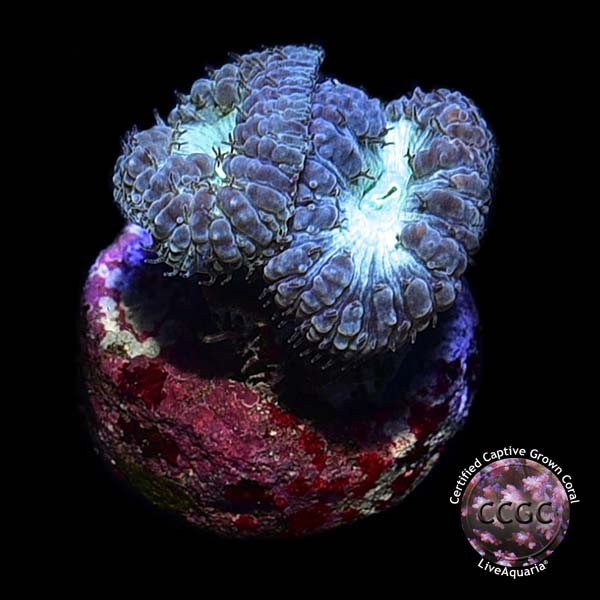 Australian Big Polyp Blastomussa - Aquacultured