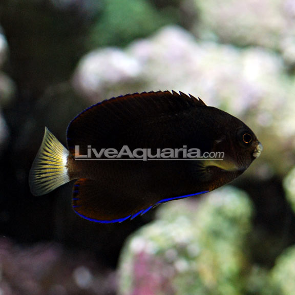 Pygmy Yellowtail Angelfish: Saltwater Aquarium Fish for Marine ...