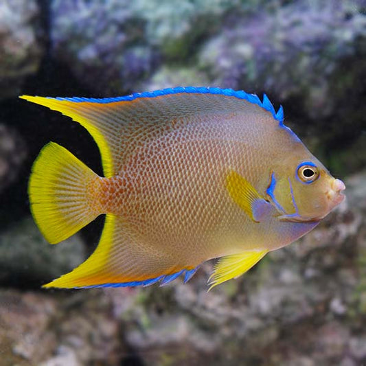 LiveAquaria Gift Card