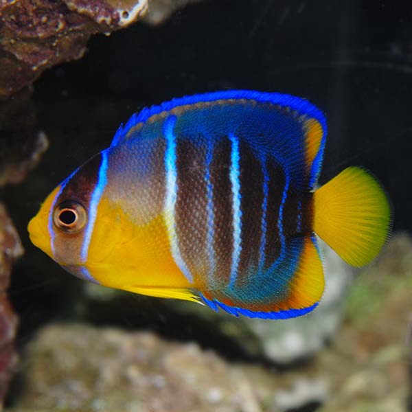 Blue Angelfish