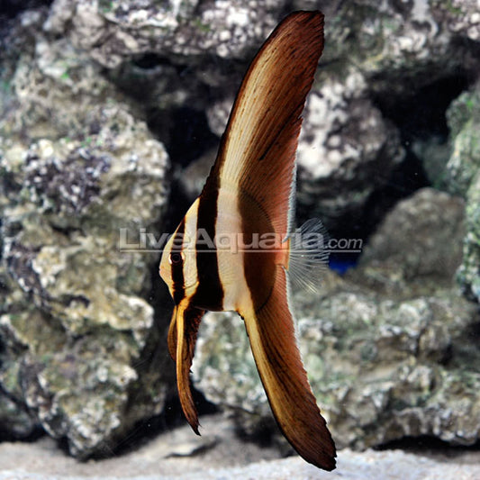 Teira Batfish