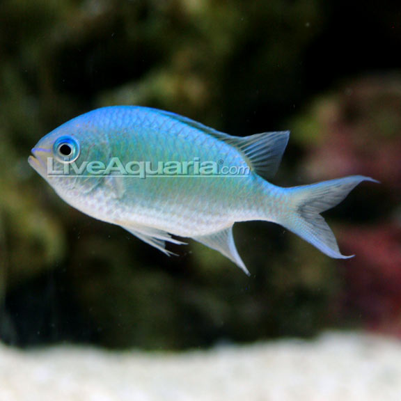 Blue/Green Reef Chromis