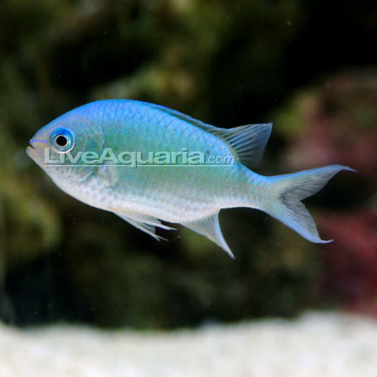 Blue/Green Reef Chromis