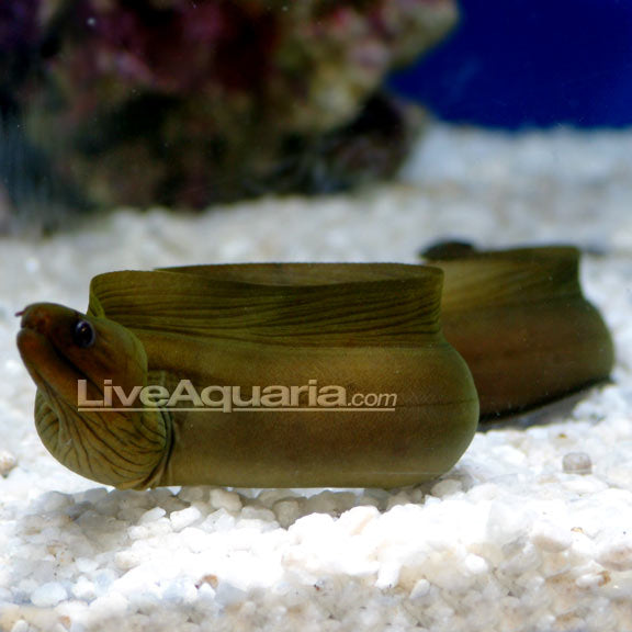 Green Eel