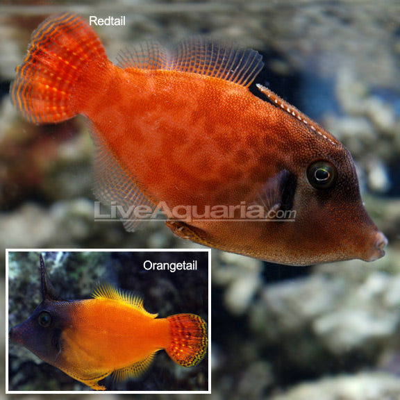 Red Filefish Colored Filefish – LiveAquaria