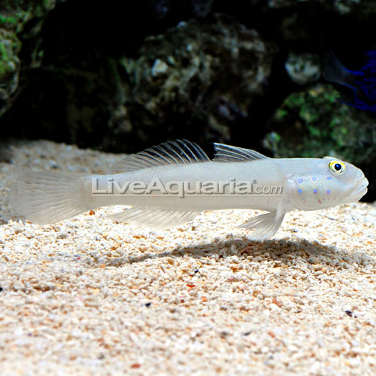 Blue Stream Goby Gobies for Sale: Goby Fish Species Including Shrimp Gobies – Page 2 ...