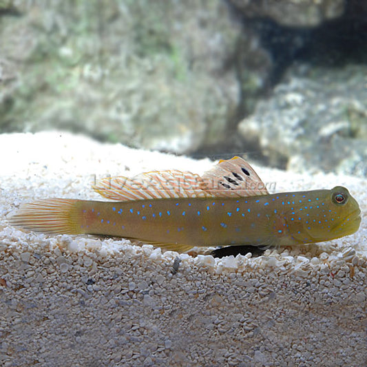 Bluespotted Watchman Goby