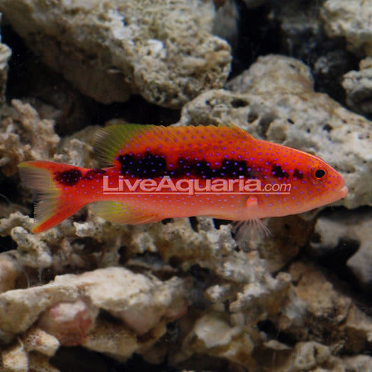 Red Louti Grouper