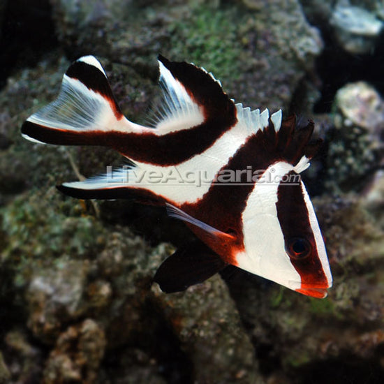 Emperor Red Snapper – LiveAquaria