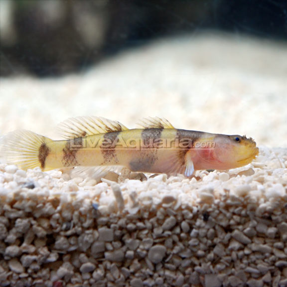 Jaguar Goby – LiveAquaria