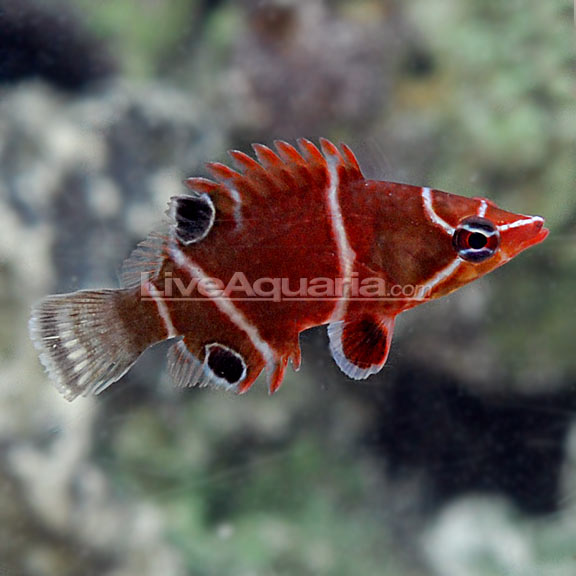 White Banded Possum Wrasse
