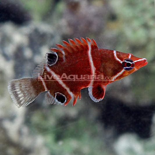White Banded Possum Wrasse