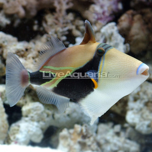 Humu Rectangle Triggerfish: Saltwater Aquarium Fish for Marine ...