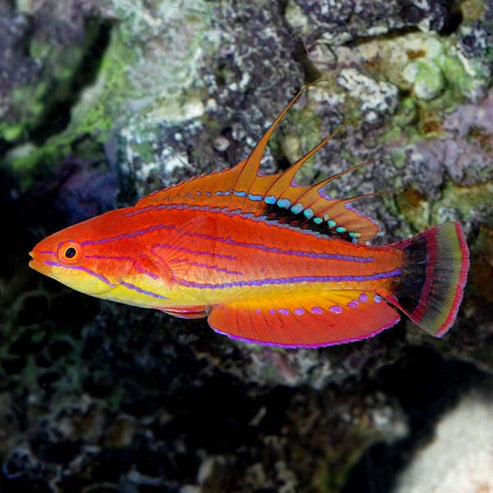 Carpenter's Flasher Wrasse: Reef Safe Aquarium Fish – LiveAquaria