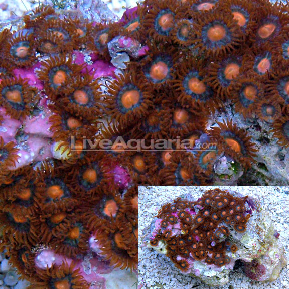 Colony Polyp, Sunrise Supernova