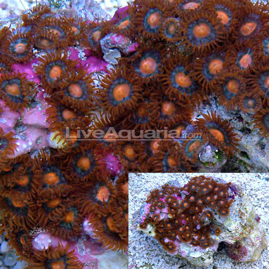 Colony Polyp, Sunrise Supernova