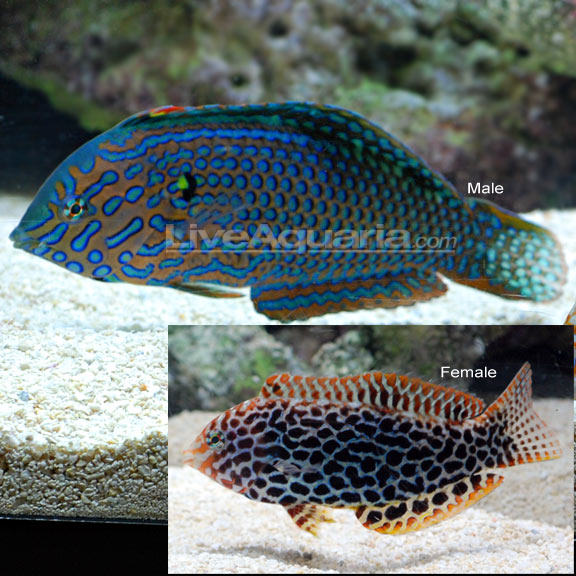 Wrasse Fish for Sale: Cleaner Wrasse and other Reef Safe Wrasse Species ...